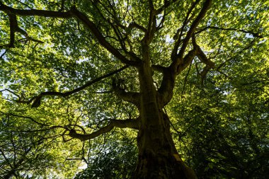 Belçika 'da geniş bir platanus ağacının alçak açılı görüntüsü