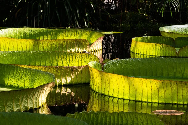 Close up of a giant water lily, victoria cruziana and reflections in sunlight, Belgium