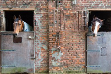 Denderwindeke, Ninove, Doğu Flaman Bölgesi - Belçika - 07 14 2021 Kahverengi atlarla ahır