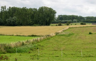 Zwalm, Flanders, Belçika çevresindeki Flaman kırsalında tarım alanları, ağaçlar ve yeşil çimenler