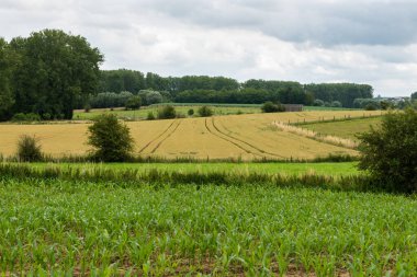 Zwalm, Flanders, Belçika çevresindeki Flaman kırsalında tarım alanları, ağaçlar ve yeşil çimenler