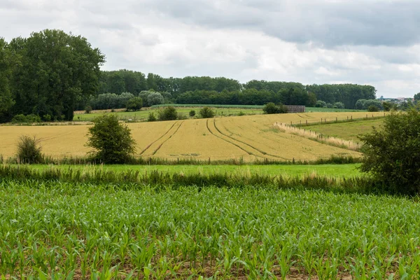 ベルギー フランダース州ズウォーム周辺のフランダース地方の農地 緑の芝生 — ストック写真