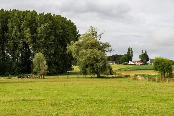 Äcker Bäume Und Grüne Wiesen Auf Dem Flämischen Land Denderwindeke — Stockfoto