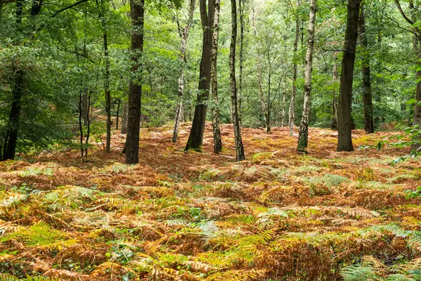 Scenic View Forest Autumn Colorful Ferns Meise Belgium — Stock Photo, Image
