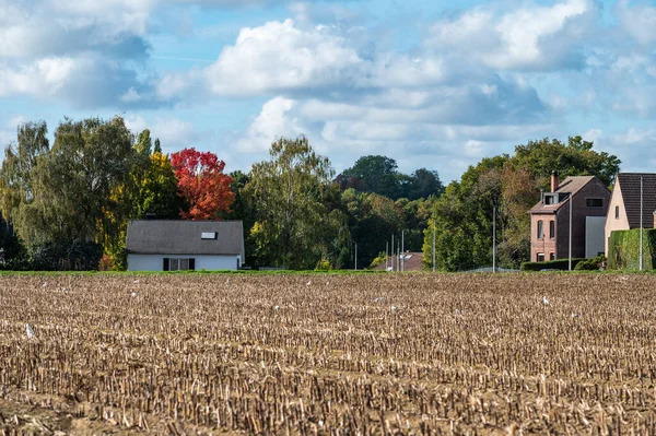Molenbeek ブリュッセル首都圏 ベルギー 2022 ブリュッセルの田舎で青い空に刈られたトウモロコシ畑 茶色の土壌と家 — ストック写真