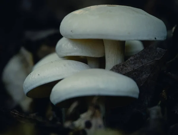 Funghi Bianchi Del Cappuccio Che Crescono Sul Pavimento Verde Della — Foto Stock