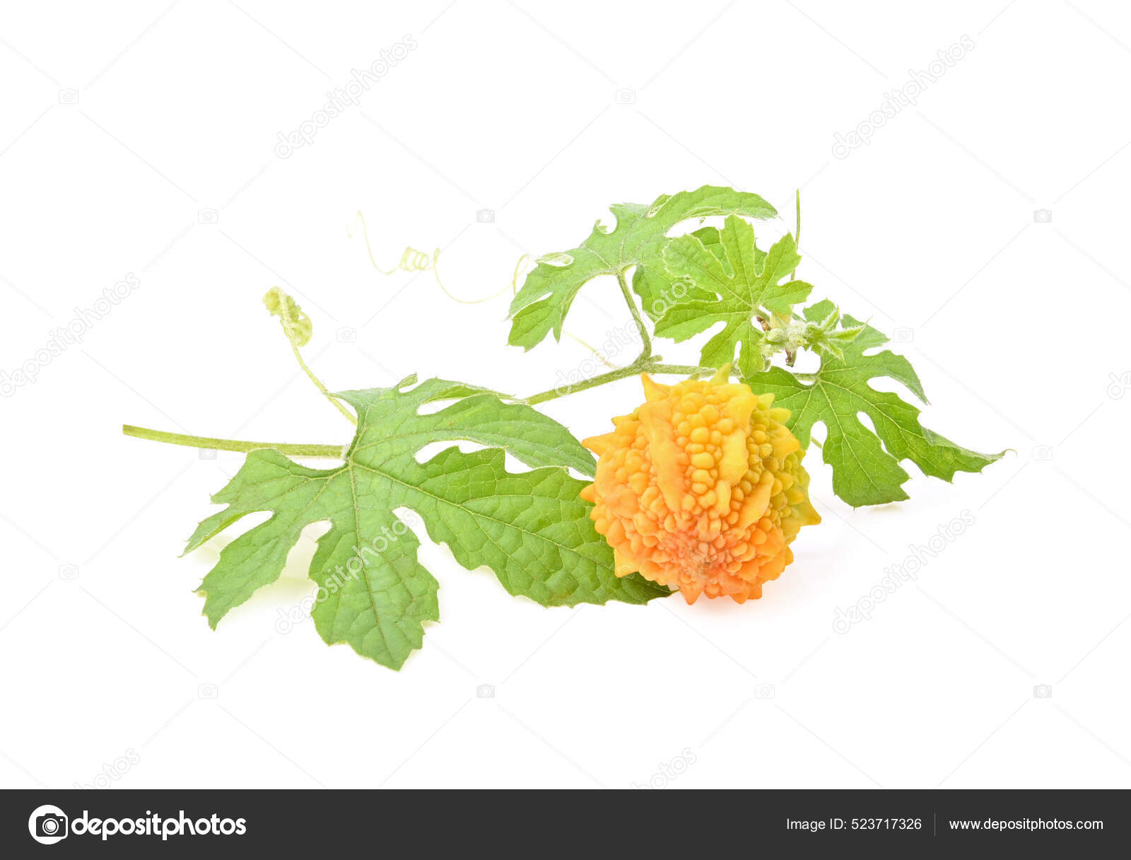 Bitter Melon Bitter Gourd Momordica Charantia Leaves Isolated