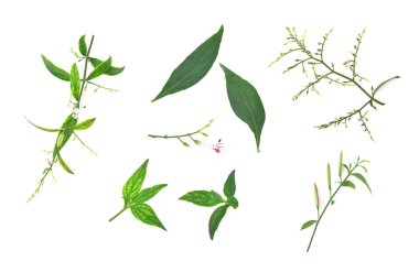 Andrographis 'in taze paniklemesi. Yapraklar, çiçekler ve tohum kapsülleri panikledi. Tayland bitkisel ilaçları. Beyaz arkaplanda izole