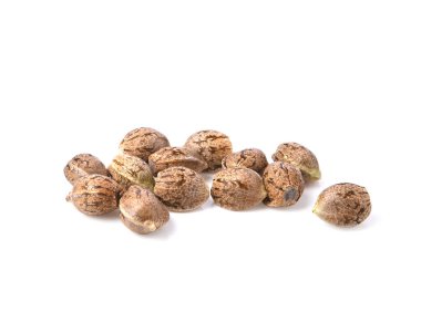 Kenevir tohumları grubu, beyaz arka planda izole edilmiş marihuana tohumları. 