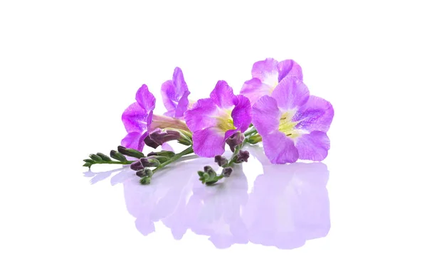 Flor Púrpura Asystasia Gangetica Sobre Fondo Blanco — Foto de Stock