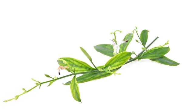 Andrographis Paniculata工場の新鮮な アンドログラフィーの葉 花や種子ポッドPaniculata タイの漢方薬 白地に隔離された — ストック写真