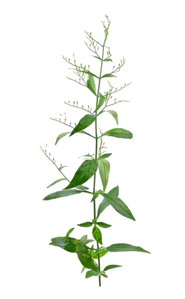 Fresh Andrographis Paniculata Plant Leaves Flowers Seed Pods Andrographis Paniculata — Stock Photo, Image