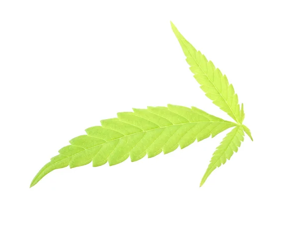 Hoja Joven Cannabis Sativa Marihuana Aislada Sobre Fondo Blanco —  Fotos de Stock