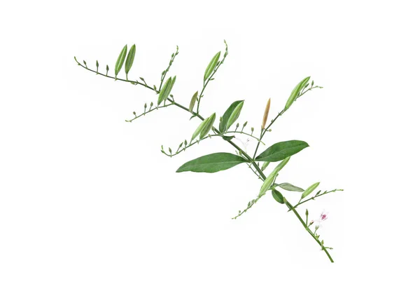 Fresh Andrographis Paniculata Plant Leaves Flowers Seed Pods Andrographis Paniculata — Stock Photo, Image