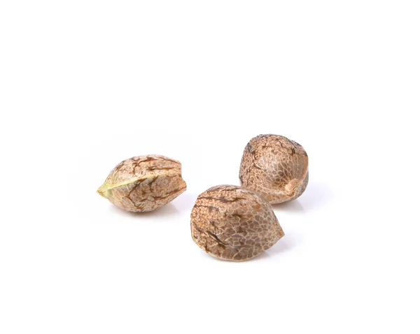 Kenevir tohumları grubu, beyaz arka planda izole edilmiş marihuana tohumları. 