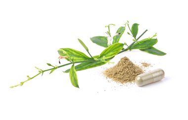 Andrographis 'in taze paniklemesi, panikleme tozu ve kapsül beyaz arka planda izole edildi.