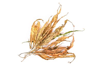 Beyaz arka planda kurumuş kenevir sativa yaprakları. Üst görünüm