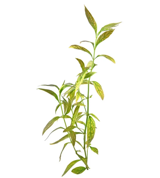 Fresh Andrographis Paniculata Plant Thai Herbal Medicine Isolated White Background — Stock Photo, Image