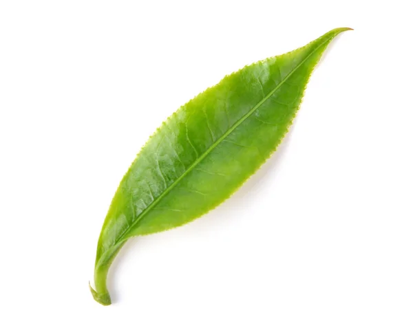 Зеленый Чайный Лист Изолирован Белом Фоне Вид Сверху — стоковое фото