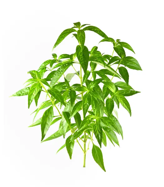 白い背景に隔離された緑のキレッタまたはアンドログラフィーPaniculata植物 — ストック写真