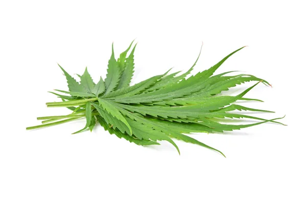 Heap Van Groene Marihuana Cannabis Sativa Blad Geïsoleerd Witte Achtergrond — Stockfoto