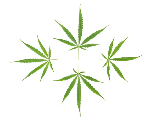 Green Marijuana Cannabis Sativa Leaves Isolated White Background Top View — Stock Photo, Image