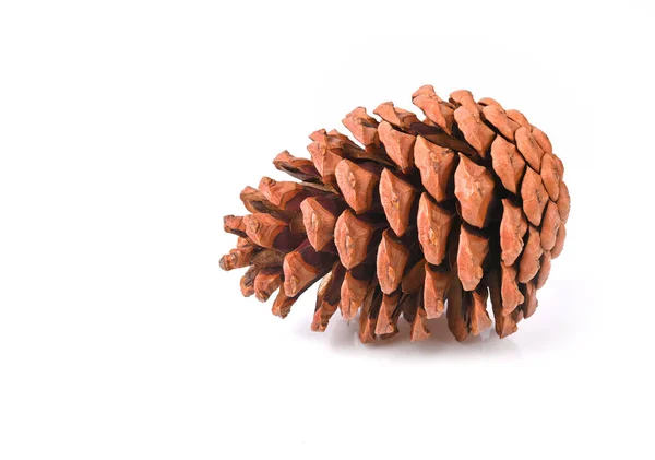 Brown Pine Cone Isolated White Background — Stock Photo, Image