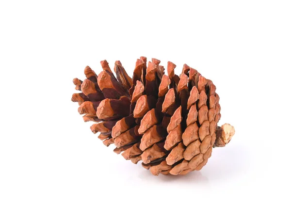 Brown Pine Cone White Background — Stock Photo, Image