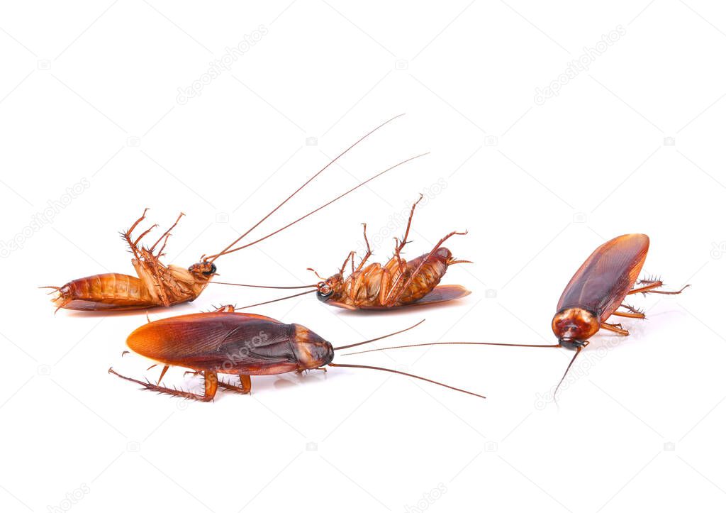 Group of dead cockroaches white background