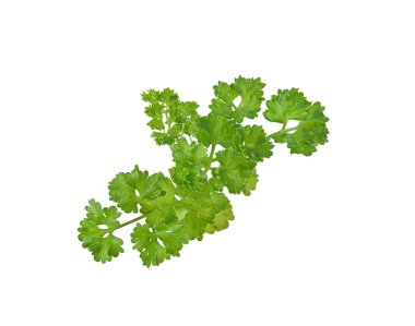 Maydanoz beyaz arka planda izole edilmiş. en üstteki görünüm