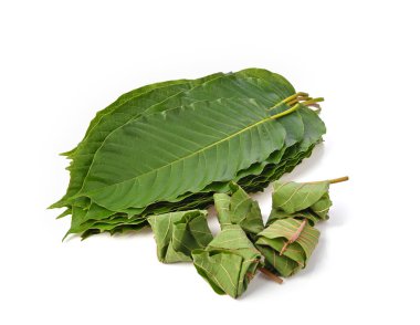 Mitragyna speciosa korth dürbünü beyaz arka planda izole edilmiş yemek için. Mitragyna speciosa Korth 'un (Kratom) yaprakları. İlaç niyetine yenen yapraklar, tıbbi bitkiler.