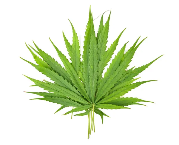 Pile Green Marijuana Cannabis Sativa Leaves Isolated White Background Top — Stock Photo, Image