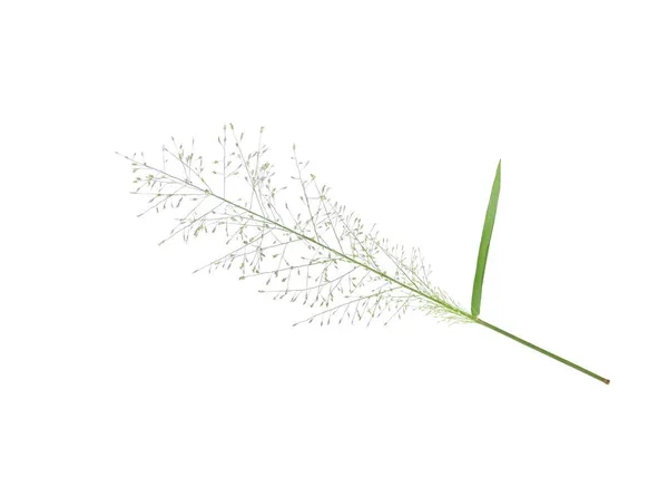 Erba Selvatica Fiore Isolato Sfondo Bianco — Foto Stock