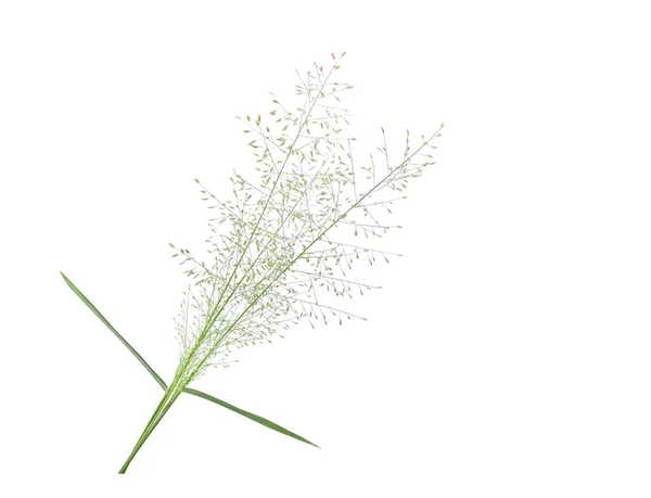 Verde Erba Selvatica Fiore Isolato Sfondo Bianco — Foto Stock