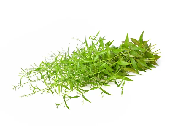 Chiretta Verde Andrographis Paniculata Planta Isolada Fundo Branco — Fotografia de Stock