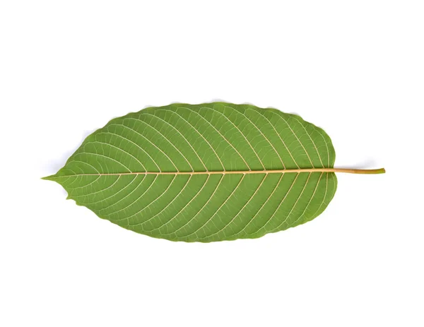 Rücken Von Mitragyna Speciosa Kratom Blätter Isoliert Auf Weißem Hintergrund — Stockfoto