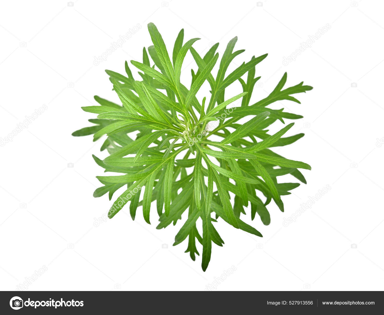青蒿图库照片 免版税青蒿图片 Depositphotos