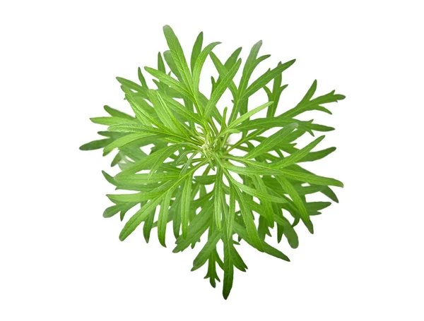 Artemisia vulgaris L, Sweet Wormwood, Mugwort veya artemisia annua yeşil yaprakları beyaz arka planda izole edilmiş.