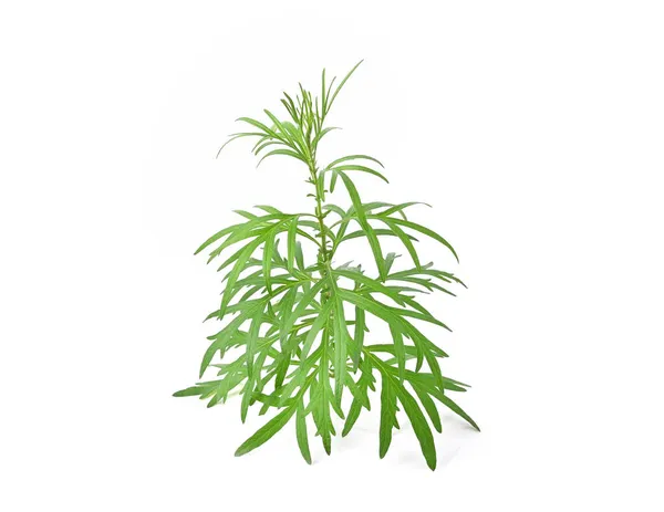 Artemisia vulgaris L, Sweet Wormwood, Mugwort veya artemisia annua yeşil yaprakları beyaz arka planda izole edilmiş.