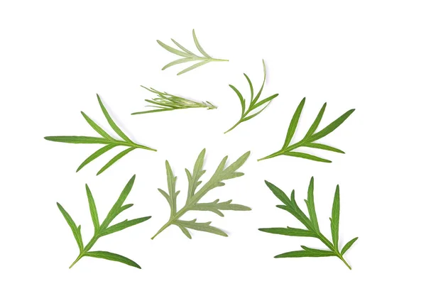アルテミシア ヴァルガリスL スイート ワームウッド またはアルテミシア アナヌアの枝の緑色の葉は白い背景に隔離されています トップ表示 — ストック写真