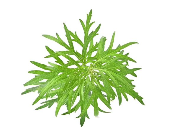 Artemisia Vulgaris Sweet Wormwood Mugwort Artemisia Annua Branch Green Leaves — Stock Photo, Image