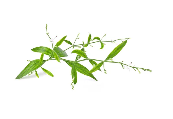 Andrographis Paniculata Green Chiretta Isolated White Background — Stock Photo, Image