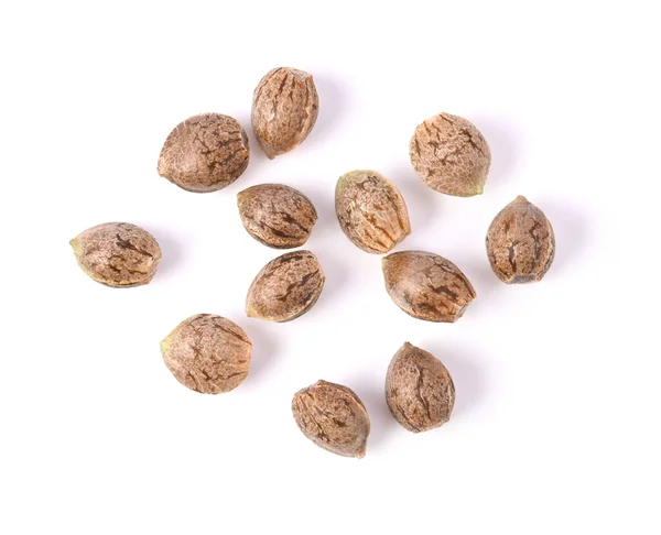 Cannabis Seeds Marijuana Seeds Dry Seeds Planting Isolated White Background — Stock Photo, Image