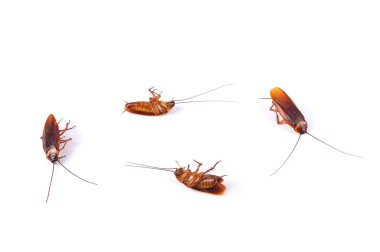 Hamamböceği beyaz arka planda izole edilmiş. Hamamböcekleri bakteri taşır, bu bakteriler yiyecek üzerine birikirse, salmonella, staphylococcus ve streptococcus 'a neden olabilir.