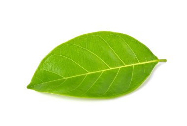 Genç Jackfruit beyaz arka planda izole bırakılır.