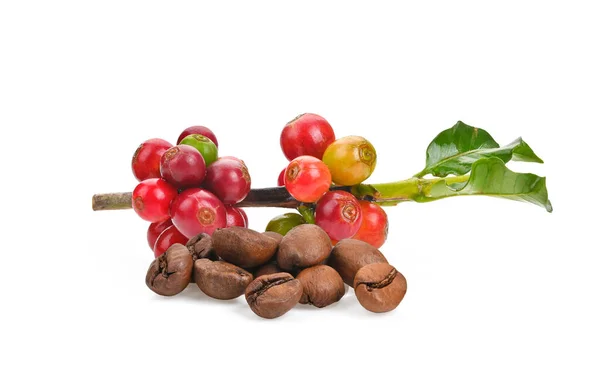 Frische Rote Kaffeebohnen Auf Einem Zweig Des Kaffeebaumes Reife Kaffeebohnen — Stockfoto