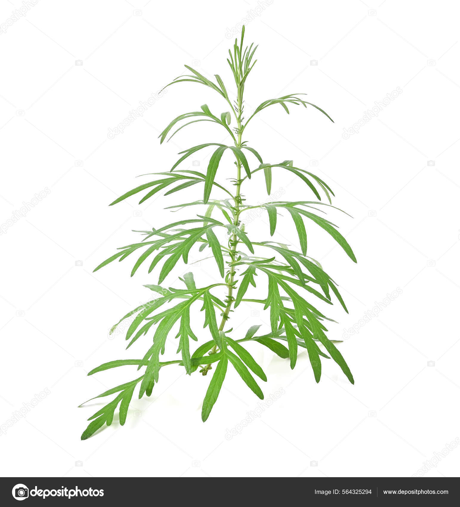 青蒿图库照片 免版税青蒿图片 Depositphotos