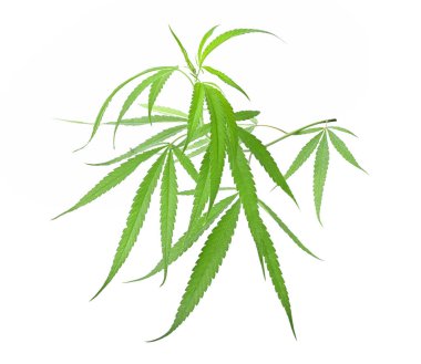 Beyaz arka planda izole edilmiş yeşil marihuana veya kenevir sativa yaprağı