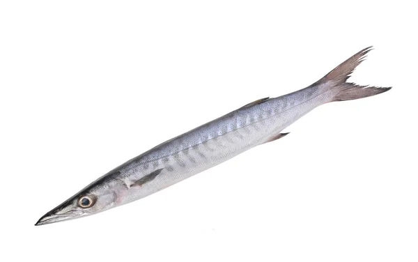Sphyraenidae, barakuda ya da cuda balığı beyaz arka planda izole edilmiş.
