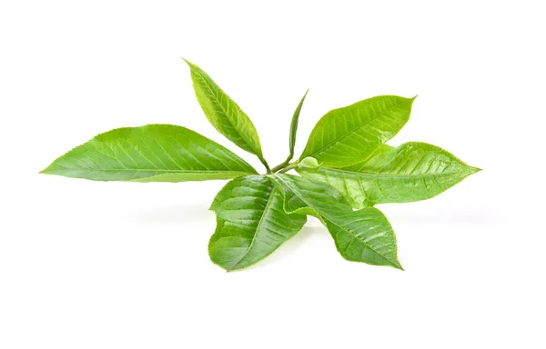 Зеленый Лист Чая Белом Фоне — стоковое фото